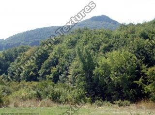 background nature summer