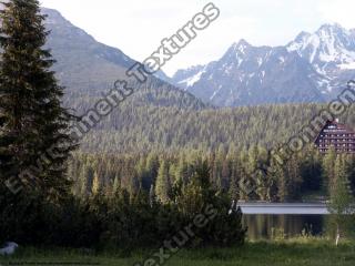 background forest