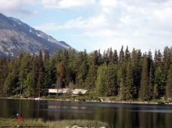 Background Forests