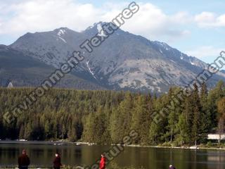 background forest