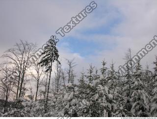 background winter nature