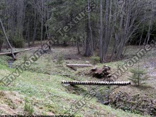 background forest