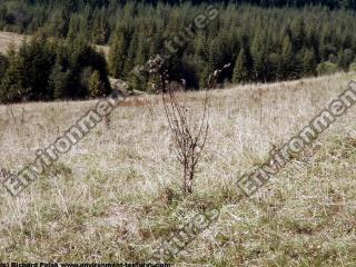 background forest