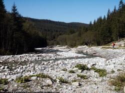 Photo Textures of Background Forest