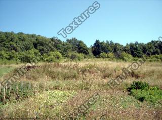 background summer nature