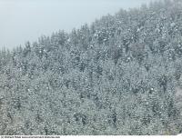 background nature winter