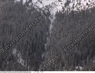 background forest winter