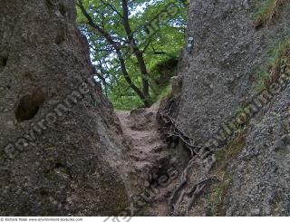 Photo reference of Background Forest