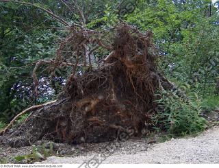 Photo Texture of Roots