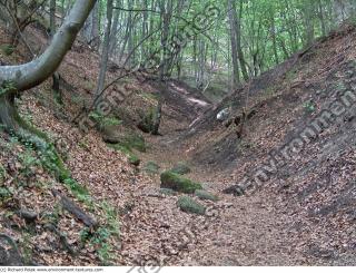 Photo reference of Background Forest 