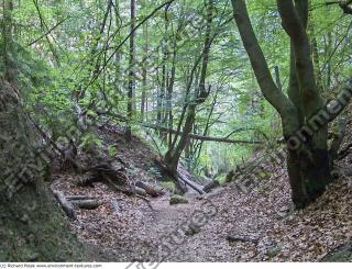 Photo reference of Background Forest 