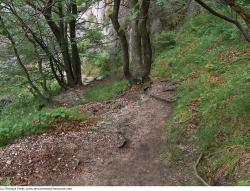 Photo Textures of Background Forest