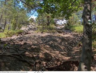 Photo reference of Background Forest 