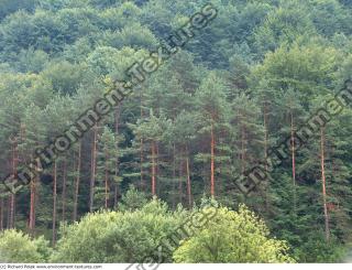 Photo Texture of Forest