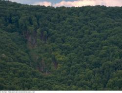 Photo Textures of Background Forest