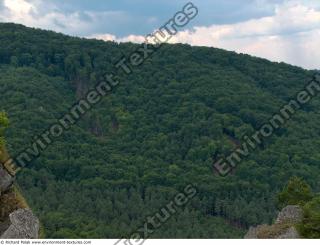 Photo reference of Background Forest