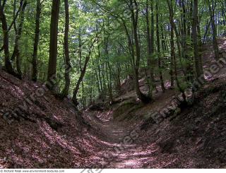 Photo reference of Background Forest 