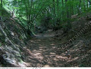 Photo reference of Background Forest 