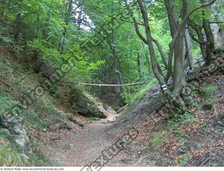 Photo reference of Background Forest 