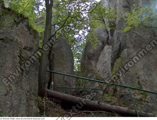 Photo Reference of Background Forest