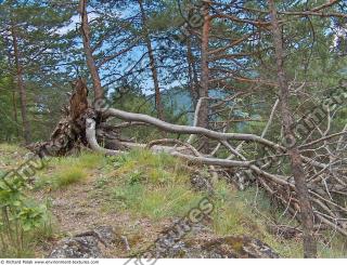 Photo Textures of Background Forest