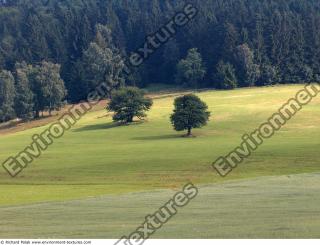 background forest