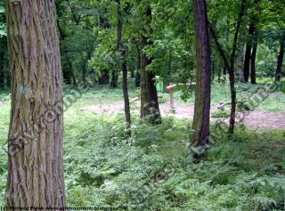 background forest park