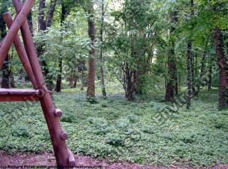 background forest park