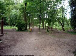 Photo Textures of Background Forest