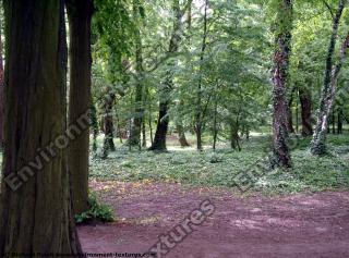 background forest park