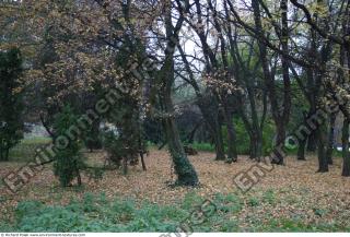 background forest autumn