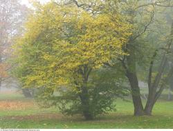 Photo Textures of Background Nature Autumn