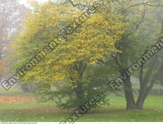 Photo Textures of Background Nature Autumn