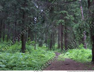 Photo Reference of Background Forest