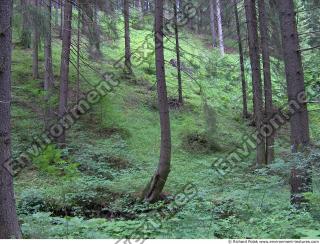 Photo Reference of Background Forest