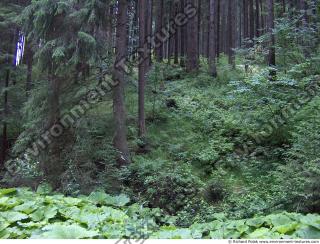 Photo Reference of Background Forest