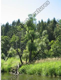 Photo Reference of Background Forest