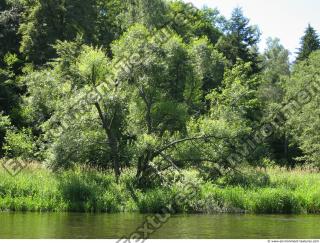 Photo Reference of Background Forest