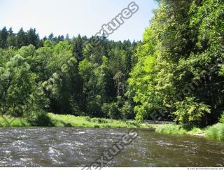 Photo Reference of Background Forest