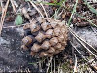 Photo Texture of Tree Cone