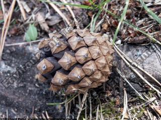 Photo Texture of Tree Cone