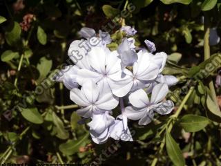 Photo Texture of Flower