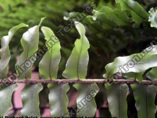 Photo Texture of Leaves