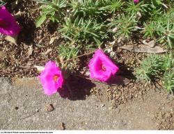 Photo Texture of Flowers