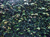 Photo Texture of Hedge