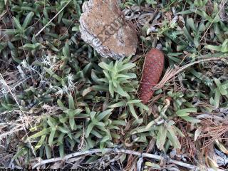 Photo Textures of Groundplants