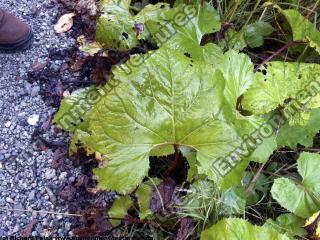 leaf burdock