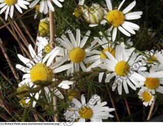 daisies