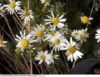 daisies