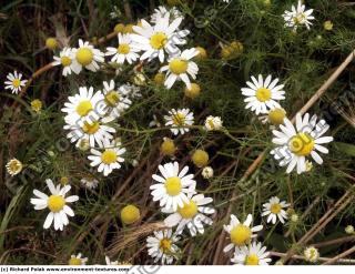 daisies